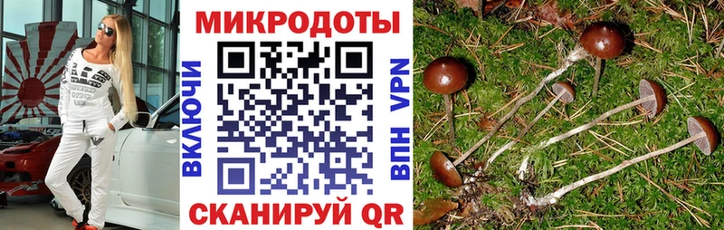магазин    Циолковский  кракен   Галлюциногенные грибы Psilocybe 
